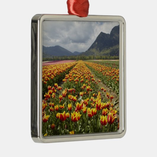 ブリティッシュコロンビア州アガシス近くのチューリップファーム メタルオーナメント (右)
