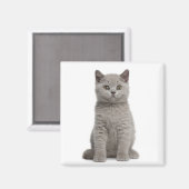 ブリティッシュショートヘアの子猫 マグネット (正面/裏面)