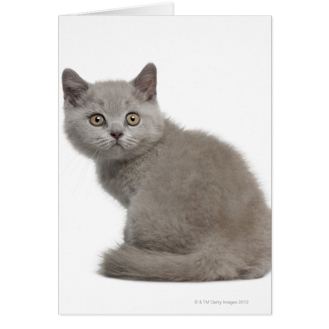 ブリティッシュショートヘアの子猫（10週前） (正面)