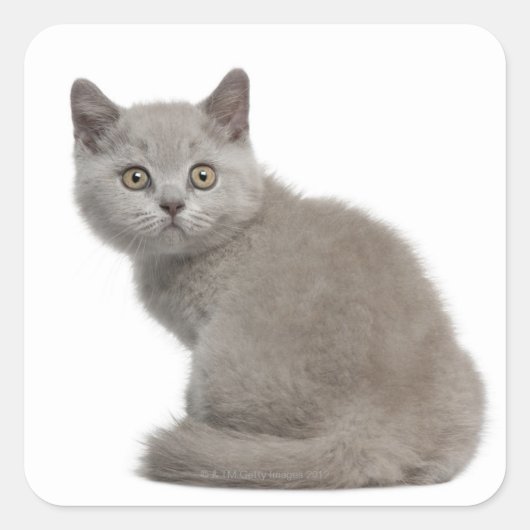 ブリティッシュショートヘアの子猫(10週前) スクエアシール (正面)