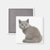 ブリティッシュショートヘアの子猫(10週前) マグネット (正面/裏面)