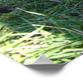 ブリティッシュ・コロンビアオオカミ ポスター (角)