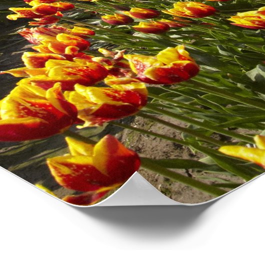 ブリティッシュ・コロンビア州アガシーの近くのチューリップ・ファーム。 ポスター (角)