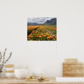 ブリティッシュ・コロンビア州アガシーの近くのチューリップ・ファーム。 ポスター (キッチン)