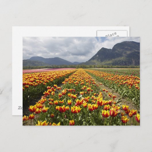 ブリティッシュ・コロンビア州アガシーの近くのチューリップ・ファーム。 ポストカード (正面/裏面)