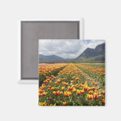 ブリティッシュ・コロンビア州アガシーの近くのチューリップ・ファーム。 マグネット (正面/裏面)
