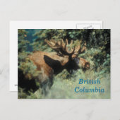ブリティッシュ・コロンビア・ブルムースのはがき ポストカード (正面/裏面)