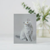 ブリティッシュ・ショートヘアの子猫 ポストカード (スタンド正面)