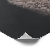 ブリティッシュ・ショートヘアの子猫(3カ月) ポスター (角)