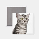 ブリティッシュ・ショートヘアの子猫（4カ月） マグネット (正面/裏面)