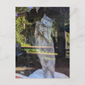 ブリティッシュ・ショートヘアの猫が窓に ポストカード (正面)