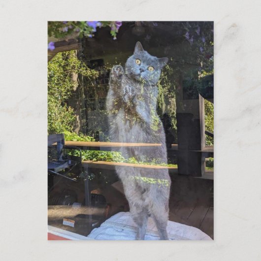 ブリティッシュ・ショートヘアの猫が窓に ポストカード (正面)