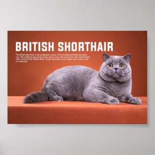 ブリティッシュ・ショートヘアの猫種 ポスター