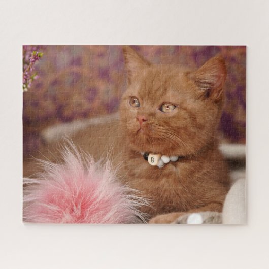 ブリティッシュ・ショートヘアの美人猫 ジグソーパズル (横)