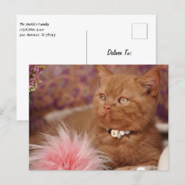 ブリティッシュ・ショートヘアの美人猫 ポストカード