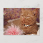 ブリティッシュ・ショートヘアの美人猫 ポストカード (正面)