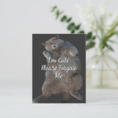 ブリティッシュ・ショートヘア子猫・オン・バック・リミカード (スタンド正面)