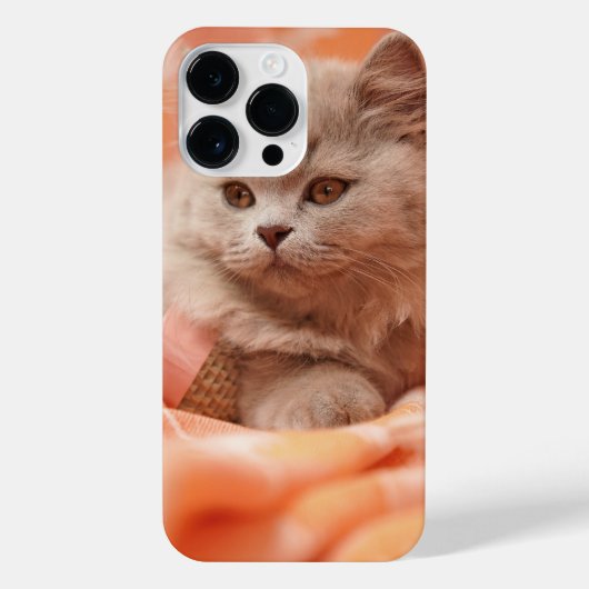 ブリティッシュ・ショートヘア・キャット、ブリティッシュ・ロングヘア、動物 iPhoneケース (裏面)