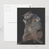 ブリティッシュ・ショートヘア・キャット・子猫が仰向けに敷設 ポストカード (正面/裏面)