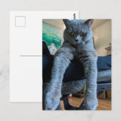 ブリティッシュ・ショートヘア・グレー・キャット・子猫つる・レイズ ポストカード (正面/裏面)