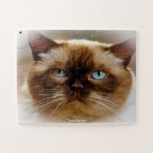 ブリティッシュ・ショートヘア