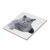 ブリティッシュ・ショートヘア タイル (側面)