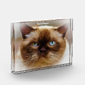 ブリティッシュ・ショートヘア フォトブロック (左)