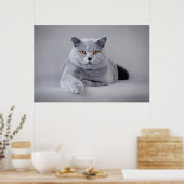 ブリティッシュ・ショートヘア ポスター (キッチン)