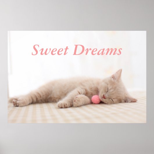 ブリティッシュ・ショートヘア ポスター (正面)