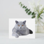 ブリティッシュ・ショートヘア ポストカード (スタンド正面)