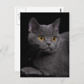 ブリティッシュ・ショートヘア・ポストカード ポストカード (正面/裏面)