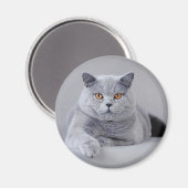 ブリティッシュ・ショートヘア マグネット (正面/裏面)