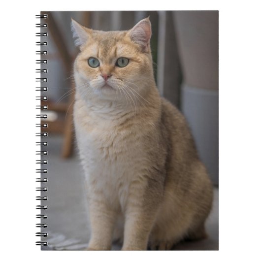 ブリティッシュ・ショートヘア、猫種、猫 ノートブック (正面)
