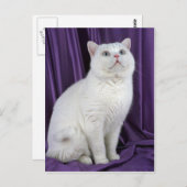 ブリティッシュ・ショートヘア（白） ポストカード (正面/裏面)