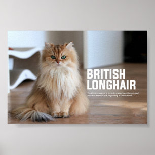 ブリティッシュ・ロングヘアの猫種 ポスター