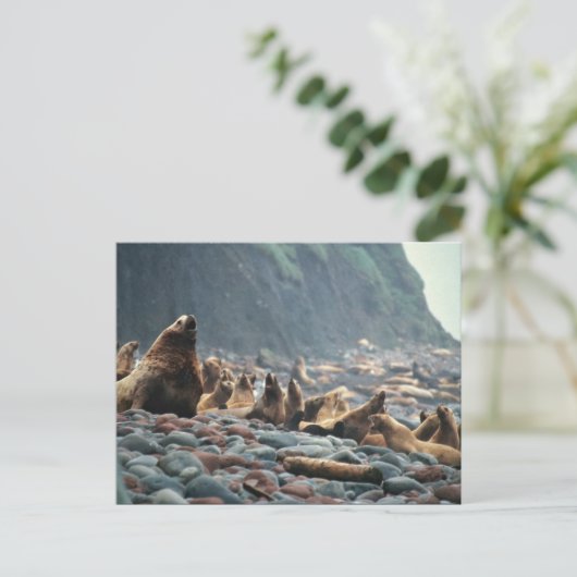ブリディル島のオットセイたち ポストカード (スタンド正面)