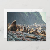 ブリディル島のオットセイたち ポストカード (正面/裏面)