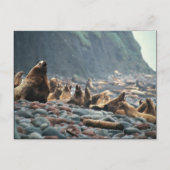 ブリディル島のオットセイたち ポストカード (正面)