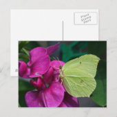 ブリムストン ポストカード (正面/裏面)