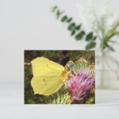 ブリムストーンタイガー葉書 ポストカード (スタンド正面)