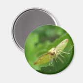 ブリムストーンモスマグネット マグネット (正面/裏面)