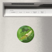 ブリムストーンモスマグネット マグネット (インサイチュ (食洗機))