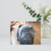 ブリュッセル・グリフォン ポストカード (スタンド正面)