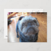 ブリュッセル・グリフォン ポストカード (正面/裏面)