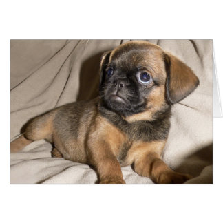 ブリュッセルGriffonの子犬!