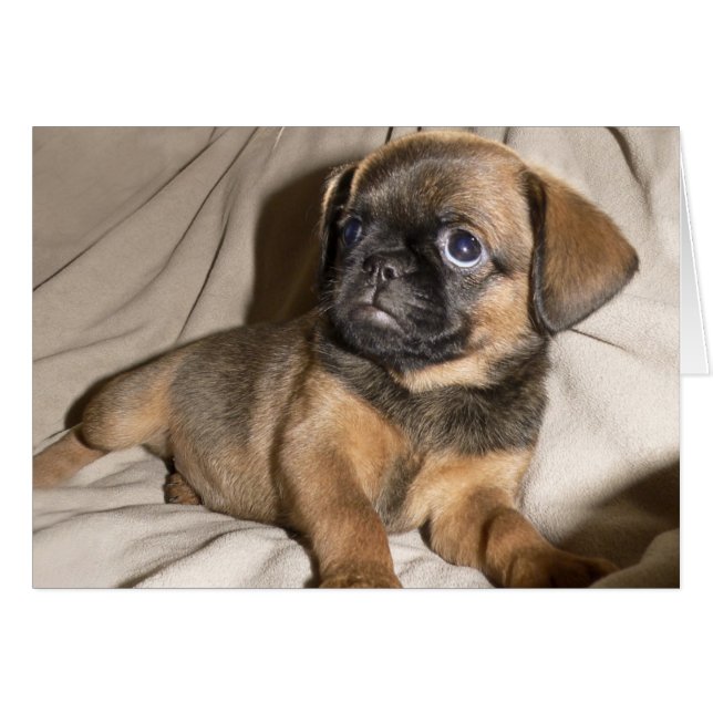 ブリュッセルGriffonの子犬! (正面横)