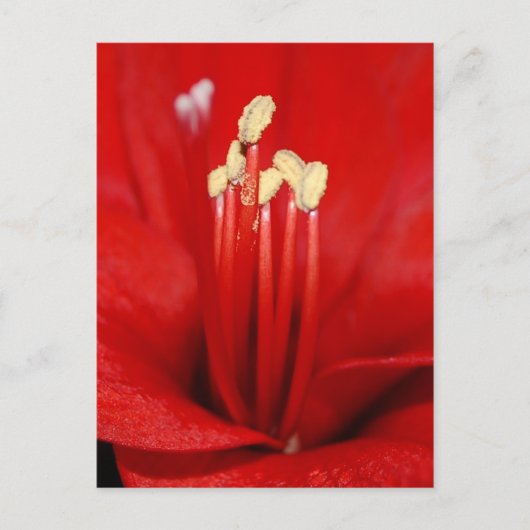 ブリュテンスタウブ ポストカード (正面)