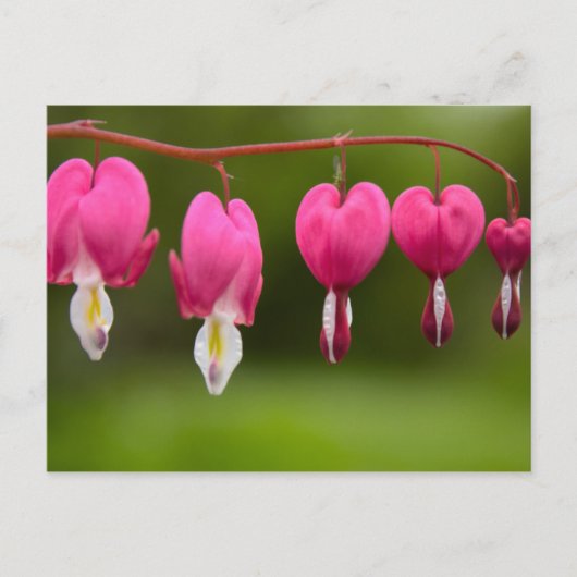 ブリュテンデトレネンデンヘルズンズ ポストカード (正面)