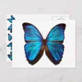 ブリリアントブルー（昆虫）オオカバマダラ、モナークバタフライポストカード ポストカード (正面/裏面)