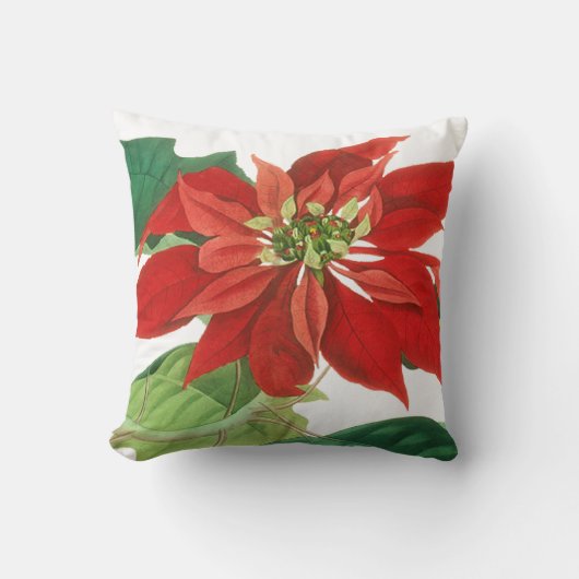 ブリリアントレッドポインセチア植物学 クッション (正面)